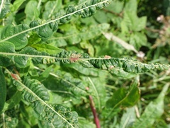 Dasineura kiefferiana