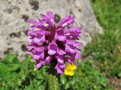 Betonica hirsuta