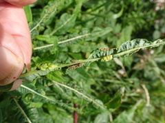 Dasineura kiefferiana