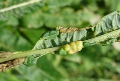Dasineura kiefferiana