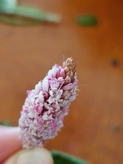 Persicaria amphibia