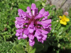 Betonica hirsuta