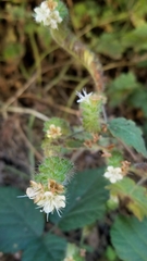 Phacelia malvifolia