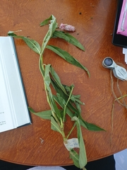 Persicaria amphibia