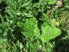 Betonica hirsuta
