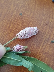 Persicaria amphibia