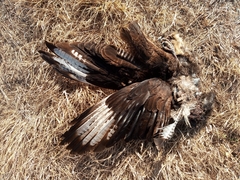 Caracara plancus