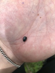 Adomerus biguttatus