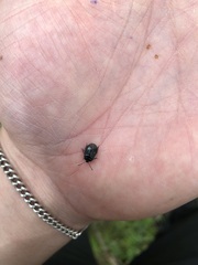 Adomerus biguttatus