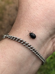 Adomerus biguttatus