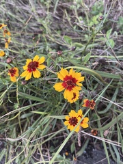 Coreopsis tinctoria