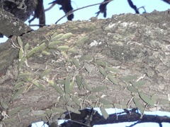 Dendrobium cucumerinum