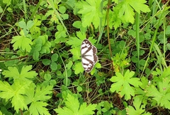Melanargia epimede