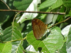 Abrota ganga formosana