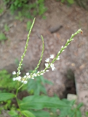 Persicaria