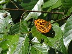 Abrota ganga formosana