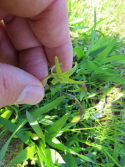 Freesia viridis