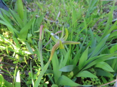 Freesia viridis