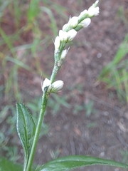 Persicaria