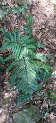 Dryopteris sordidipes