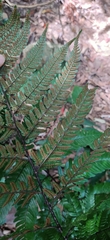 Dryopteris sordidipes