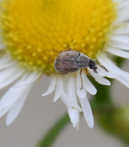 Acanthoscelides pallidipennis