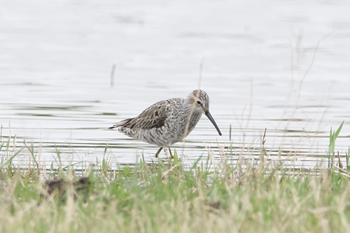 Correlimos zancolín (Calidris himantopus)