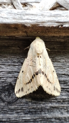 Spilarctia seriatopunctata