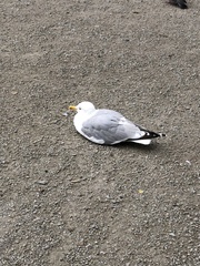 Larus argentatus