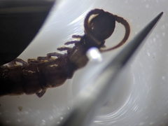 Lithobius muticus