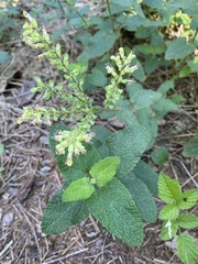 Teucrium scorodonia