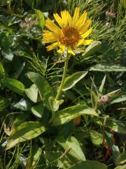 Arnica unalaschcensis