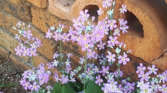 Primula mistassinica