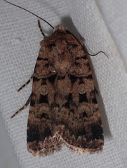 Chersotis multangula