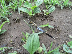 Orthetrum albistylum speciosum
