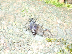 Liris subtessellatus