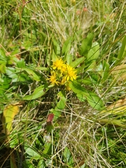 Solidago virgaurea minuta