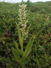 Platanthera convallariifolia