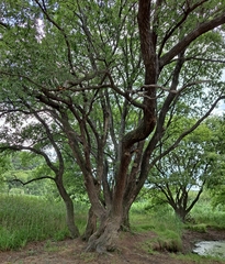 Salix chaenomeloides