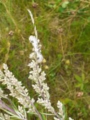 Eupithecia centaureata