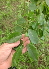 Salix chaenomeloides