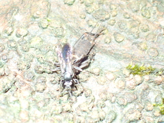 Liris subtessellatus