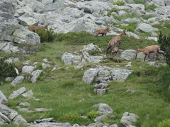 Rupicapra rupicapra balcanica