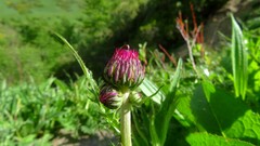 Cirsium rivulare