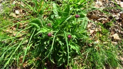 Cirsium rivulare