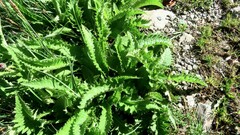 Cirsium rivulare