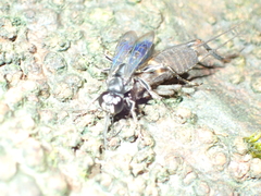 Liris subtessellatus