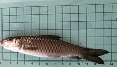 Spinibarbus hollandi