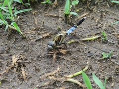 Orthetrum albistylum speciosum