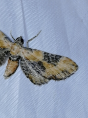 Eupithecia gueneata